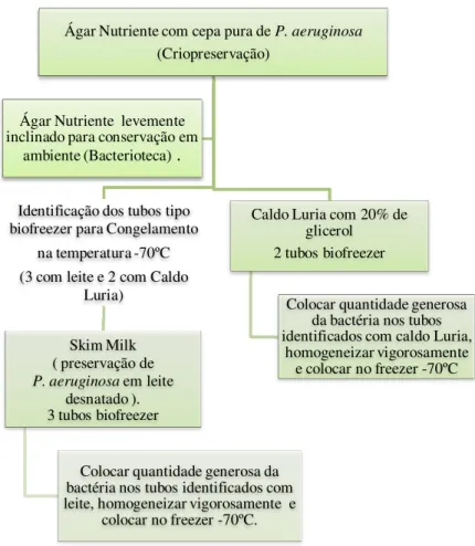 Figura 4- Fluxograma dos procedimentos laboratoriais utilizados para congelamento a -70ºC  das cepas de Pseudomonas aeruginosa