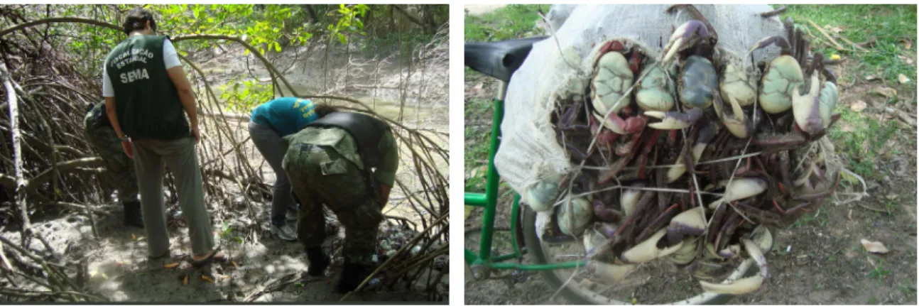 Figura 4- Foto de fiscalização no manguezal bragantino.   Figura 5- Foto de caranguejos apreendidos