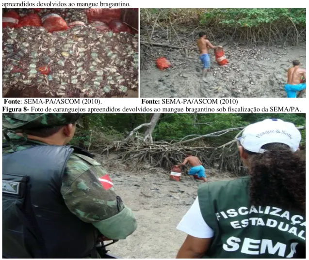 Figura  6- Foto  de  mais  de  2000  caranguejos  apreendidos  em  Bragança/PA.    Figura  7-  Foto  de  caranguejos  apreendidos devolvidos ao mangue bragantino
