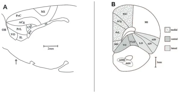 Figura 1.  Desenho esquemático mostrando regiões e subdivisões do córtex pré-frontal  de ratos