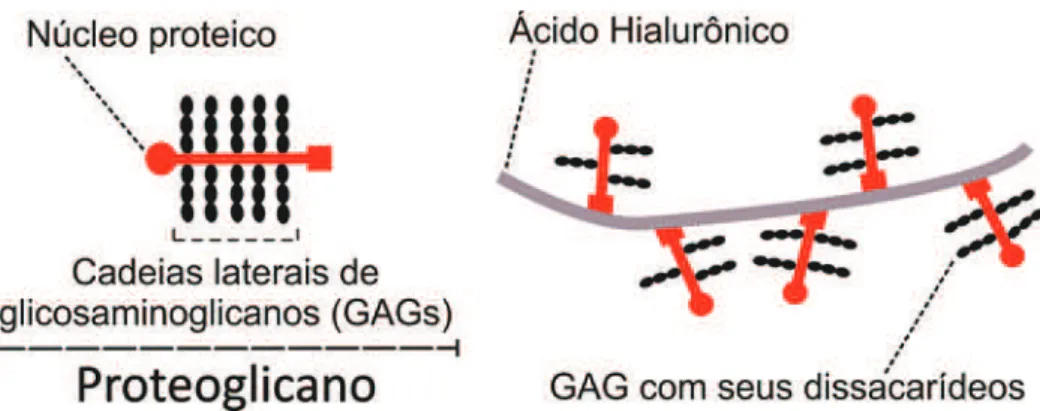 Figura  3.  Componentes  dos  proteoglicanos.  Desenho  esquemático  mostrando  os  componentes  dos  proteoglicanos  e  sua  relação  com  o  ácido  hialurônico