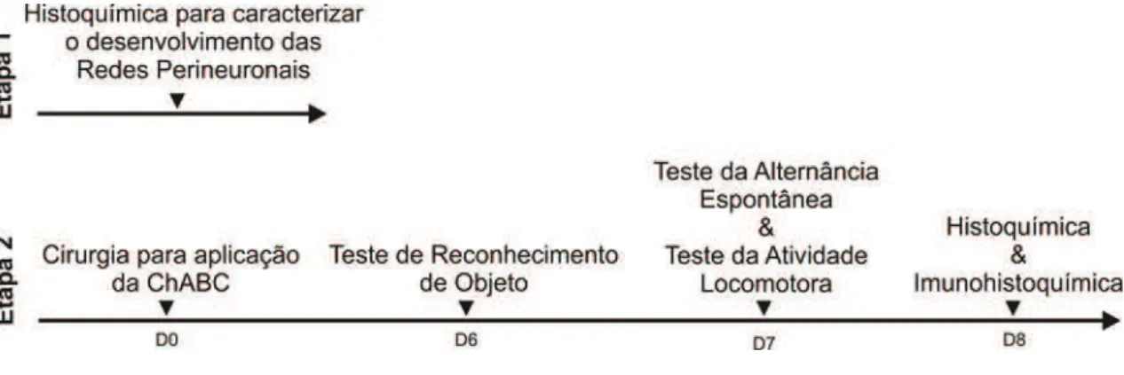 Tabela 1. Caracterização dos grupos para histoquímica 