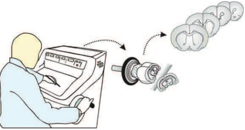 Figura  14.  Obtenção  de  secções  histológicas  em  criostato.  Desenho  esquemático  mostrando  a  etapa  de  processamento  do  tecido  nervoso  num  criostato,  com  consequente  obtenção das secções histológicas