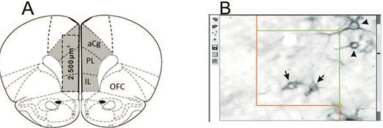 Figura 15: Análise estereológica. Em A, esquema mostrando a área de contagem no córtex  pré-frontal  medial  em  um plano  coronal,  abrangendo  as  regiões  de  córtex  cingulado  anterior  (aCg),  córtex  pré-límbico  (PL),  e  córtex  infralímbico  (IL)