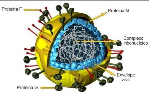FIGURA II: Esquema representativo da partícula viral do VRSH. 
