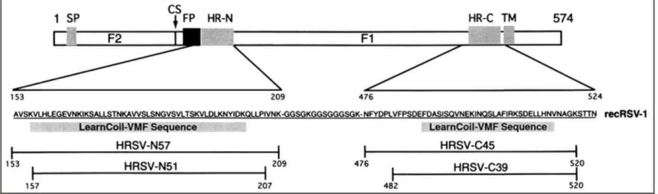 FIGURA VII: Representação esquemática da glicoproteína F do VRSH. 