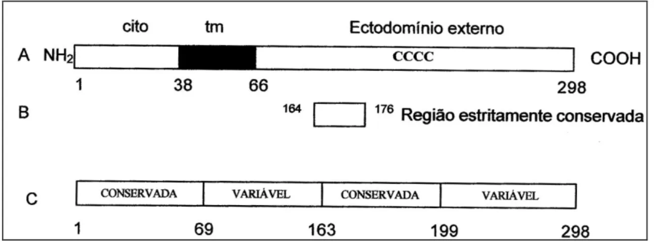 FIGURA VIII: Representação esquemática da glicoproteína G. 