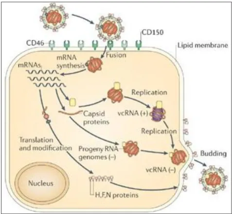 FIGURA IX: Esquema representativo da replicação da partícula viral 