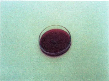 Figura 4. Teste de sensibilidade a bacitracina (resistente).