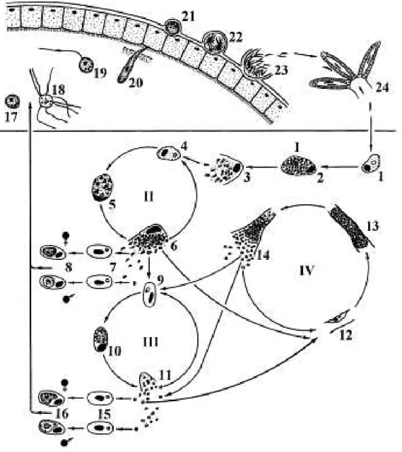 Figura  2:  Representação  do  ciclo  de  vida  do  parasito  da  malária  em  aves  (Plasmodium  relictum  como  exemplo):  parte  superior,  no  vetor;  parte  inferior  na  ave:  I,II  –   Merogonia  exoeritrocítica  primária;  III  –   Merogonia  eritr