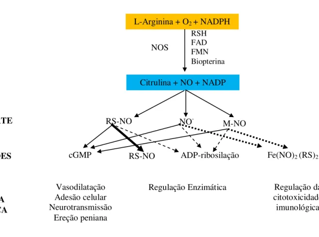 Figura 5: Biossíntese do NO e propriedades biológicas de cada composto formado.  NOS converte L-arginina em citrulina e na forma redox do  NO, na presença de oxigênio e NADPH e outros co-fatores como RSH, FAD, FMN e Biopterina