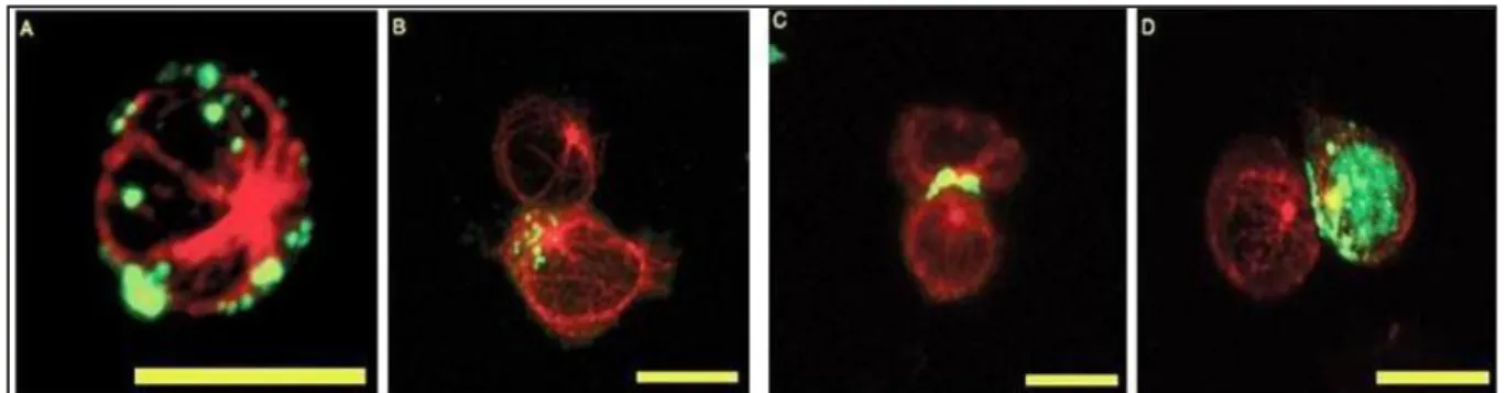 Figura 5 - Localização intracelular da proteína Tax e complexos Gag p19 em conjugados de  células  T  infectadas  pelo  HTLV-1