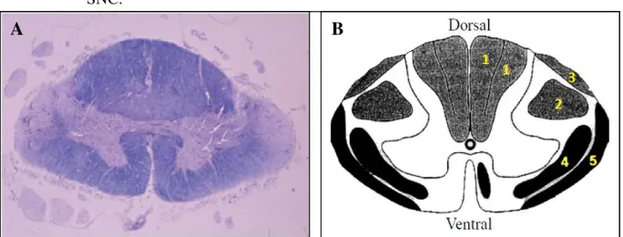 Figura  8  –  (A)  Medula  espinal  torácica  de  um  paciente  com  PET/MAH,  com  2,5  anos  de  doença