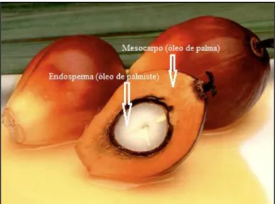 Figura 1- Fruto de dendê. 