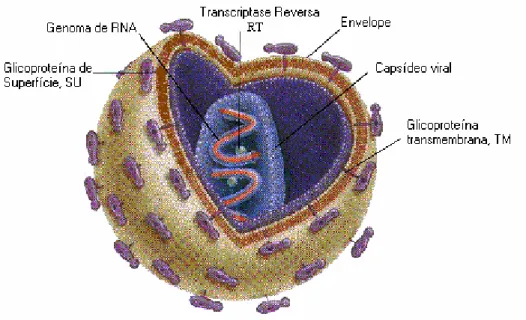 Figura  1-  Ilustração  esquemática  do  HIV-1  (adaptado  de  www.sirinet.net/~jgjohnso/ 