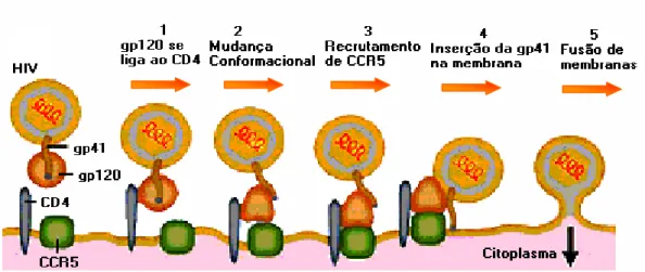 Figura 3-  Representação esquemática da ligação da gp120 viral com a molécula CD4 e  CCR5