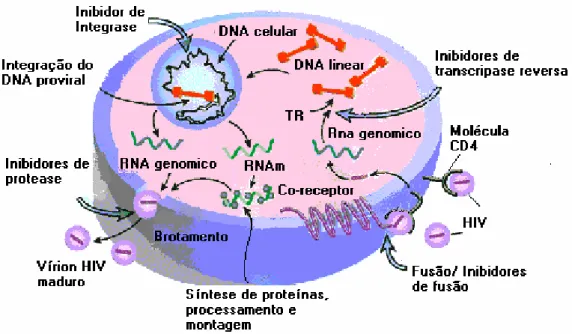 Figura 4 -  Representação esquemática do ciclo replicativo do HIV-1 e apresentação do  sítio  de  ação  dos  antiretrovirais  (adaptado  de  www.biology.arizona.edu/.../ 