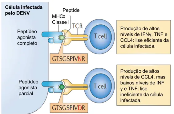 Figura 9. Interação de linfócitos T com células infectadas e o efeito da ativação por peptídeos  totalmente agonistas e agonistas parciais (Rothman 2011)