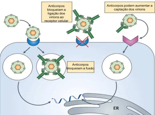 Figura 10. Efeito da imunoamplificação dependente de anticorpo na infecção e replicação viral  (Rothman 2011)