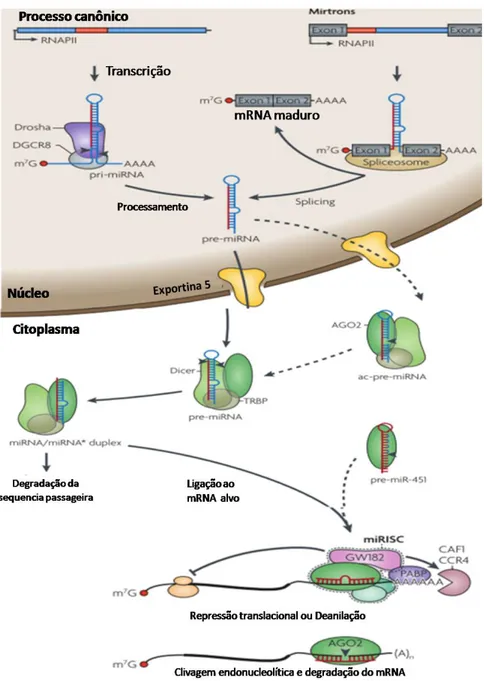 Figura  11:  Biogênese  de  microRNA.  Drosha  processa  o  pri-miRNA  no  núcleo  para  produzir  o  pre-miRNA,  em  outra  via  de  síntese,  ela  ocorre  a  partir  de  íntrons,  chamados  mirtrons, essa via dispensa a ação da Drosha pois a excisão do í