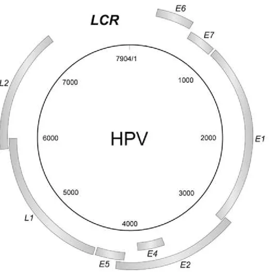 Figura 1: Representação esquemática do genoma do HPV: genes precoces (E)  Tardios (L) e região regulatória (LCR)