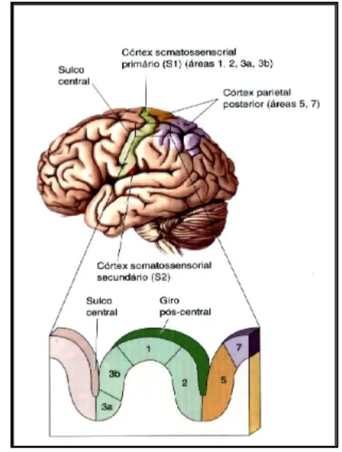 Figura 1. Áreas sensoriais somáticas do  córtex  humano.  (Adaptada  de  Bear,  2008)