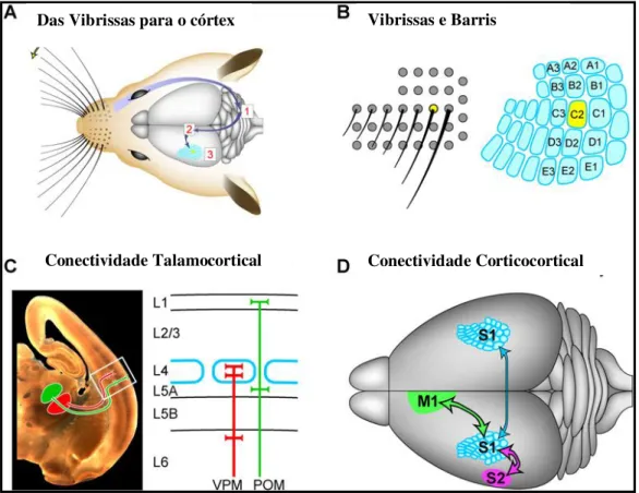Figura  2.  Vias  Sinápticas  de  Processamento  da  Informação  Sensorial  das  Vibrissas  para  o  Córtex  Somestésico  Primário  (S1)  de  roedores
