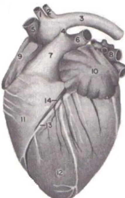 Figura 5 – Coração do gato doméstico. Vista auricular esquerda. 