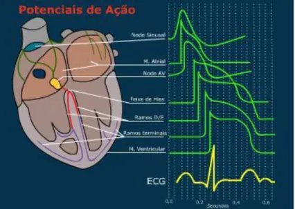 Figura 7  –  Formação das ondas eletrocardiográficas através dos potenciais de  ação. 