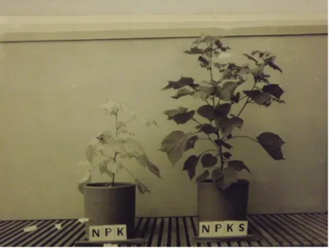 Fig. 3 – Experimento usando fertilizante NPK (à esquerda) e NPK e Enxofre (à  direita)