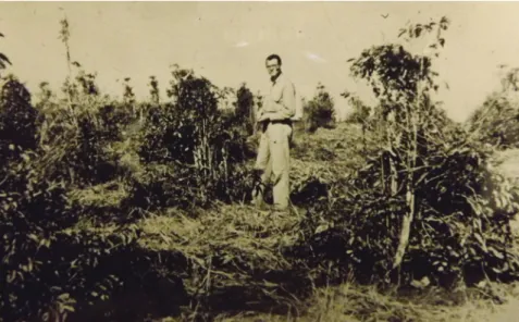 Fig. 2 – Condition typical of “exhausted” coffee lands. Courtesy of the Rockefeller  Archive Center.