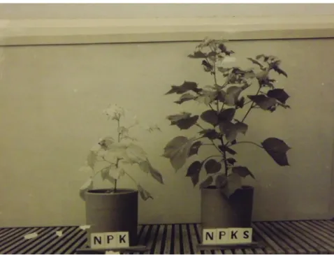 Fig. 3 – Experiment using NPK fertilization (left) and NPK and Sulfur (right).