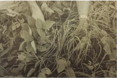 Fig. 4 – Perennial Soya growing in association Suwannee Bermuda Grass. 