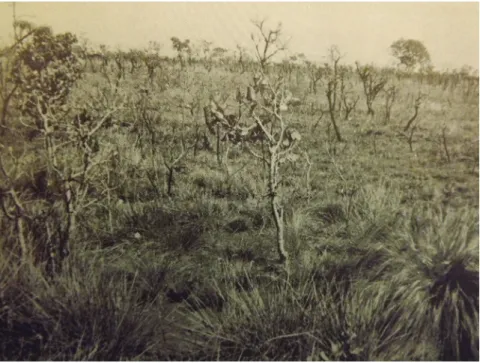 Fig. 1 – Perception of the Brazilian Environment: “Campo Cerrado area of Goiás  State