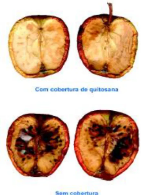 Figura 8: Ação conservante de quitosana em maçãs 