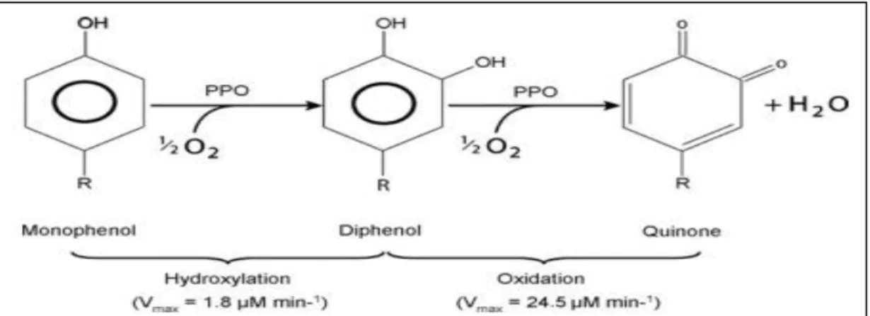 Figura 3. O mecanismo de ação da polifenoloxidase em monofenóis e difenóis.  