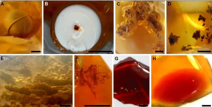 Figure  2:  Opals  from  Buriti  dos  Montes  with  the  main  solid  inclusions  and  associated  features