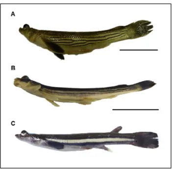 Figura  1-  Vista  lateral  de  exemplares  das  três  espécies  do  gênero  Anableps