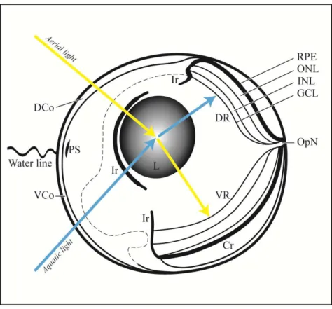 Figura 2- Esquema do olho de Anableps, mostrando as principais estruturas oculares. 