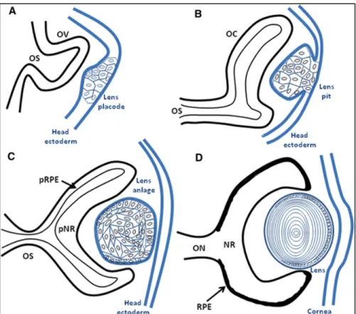 Figura  3-  Ilustração  o  desenvolvimento  do  olho  de  peixes.  A)  Formação  da  vesícula  óptica  (OV)  a  partir  da  evaginação  do  diencéfalo