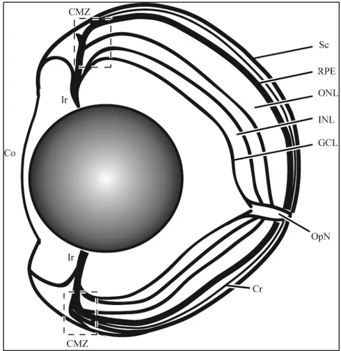 Figura  5-  Esquema  do  olho  de  Zebrafish  (Danio  rerio),  mostrando  as  principais  estruturas  do  olho  de  vertebrado