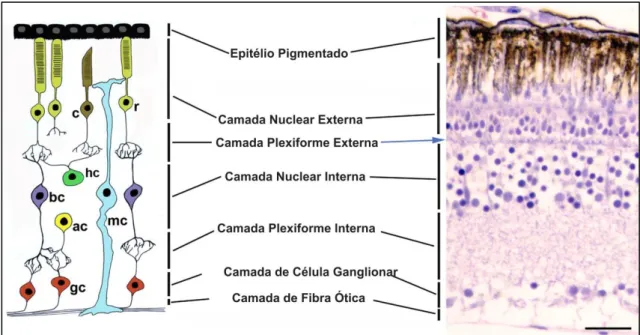 Figura 6- Esquema ilustrando a organização das camadas da retina de vertebrados e  o  tipo  celular  que  compõe  cada  camada  À  direita  um  corte  da  retina  de  peixe,  mostrando as camadas da retina