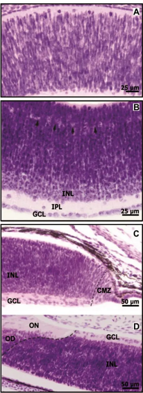 Figura  7-  Microscopia  eletrônica  mostrando  os  três  períodos  de  desenvolvimento  embrionário da retina de Scyliorhinus canicula