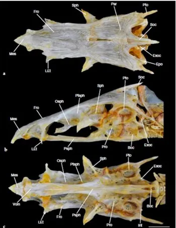 Figura 8- Neurocrânio de Salminus brasiliensis. a) Vista dorsal; b) vista lateral; c) vista  ventral