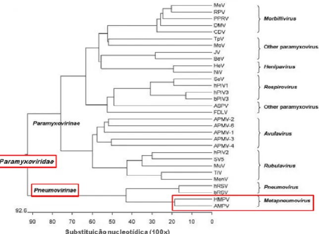 FIGURA 1. Classificação taxonômica da família Paramyxoviridae. 