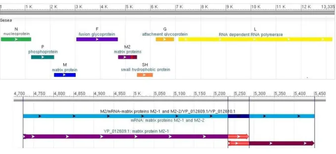 FIGURA 2. Representação esquemática do mapa genômico de HMPV, mostrando a ordem dos  genes e, de forma ampliada, a sobreposição existente no  gene M2 com  as matrizes de leitura  M2-1  e  M2-2