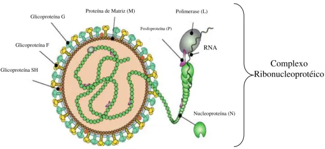 FIGURA 3: Representação esquemática da partícula viral do HMPV mostrando as principais  estruturas e proteínas virais