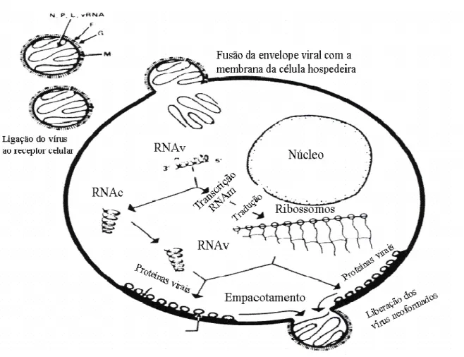 FIGURA 4: Representação esquemática mostrando as principais etapas do ciclo replicativo do  Metapneumovirus  humano;  entrada  do  vírus  na  célula,  replicação  e  transcrição  viral
