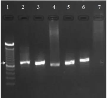 Figura 3 - Detecção de Mycoplasma sp. através de PCR, em amostras de sangue total de cães e  gatos