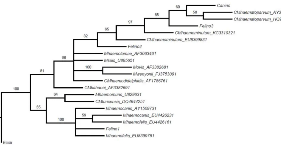 Figura  4  -  Árvore  filogenética  para  Mycoplasma  sp.  utilizando  o  método  Neighbor-Joining,  modelo  Kimura-2-parâmetros  construída  a  partir  do  programa  PAUP (SWOFFORD, 2002)